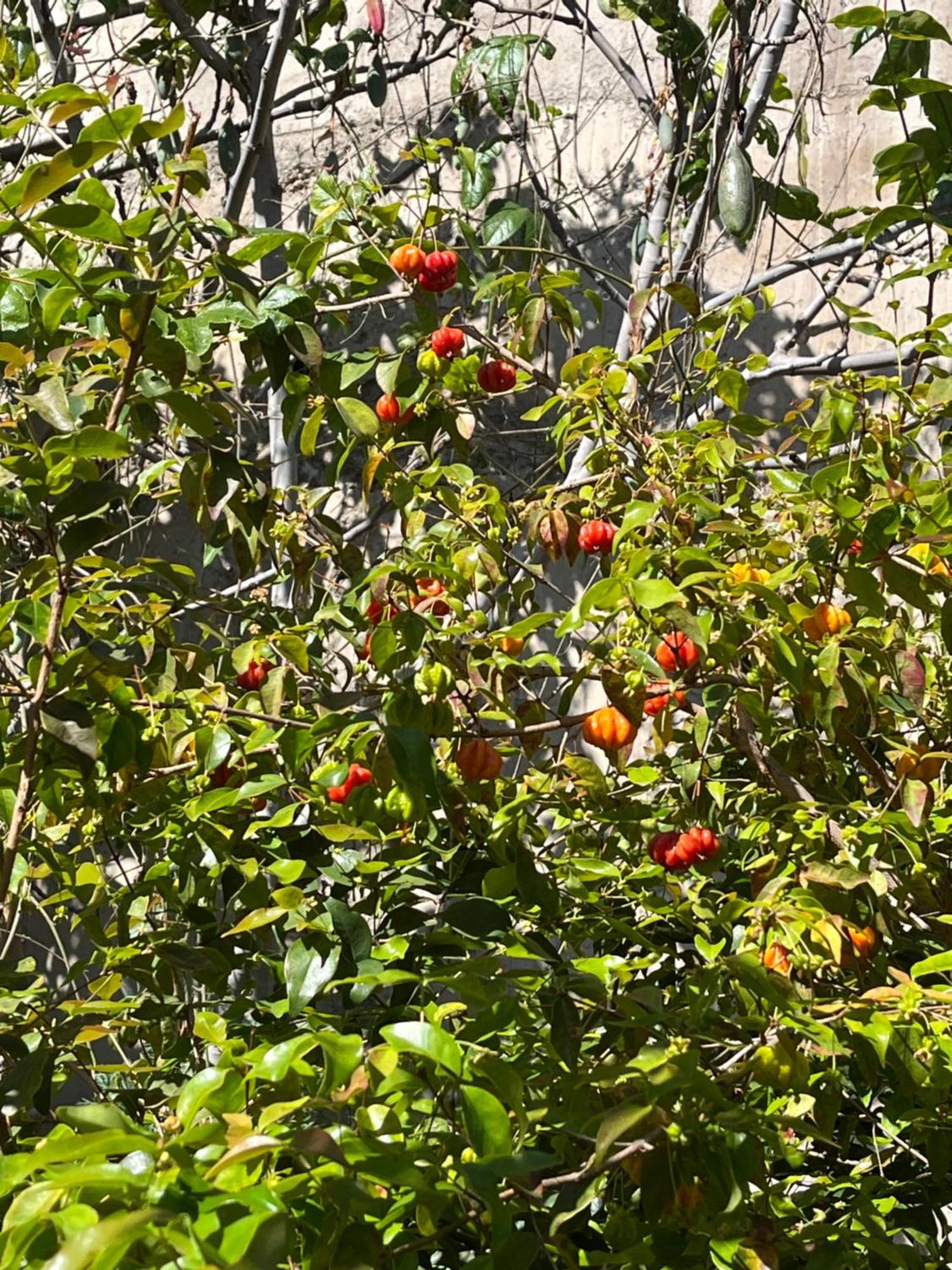 里贝拉布拉瓦Tropical House别墅 外观 照片