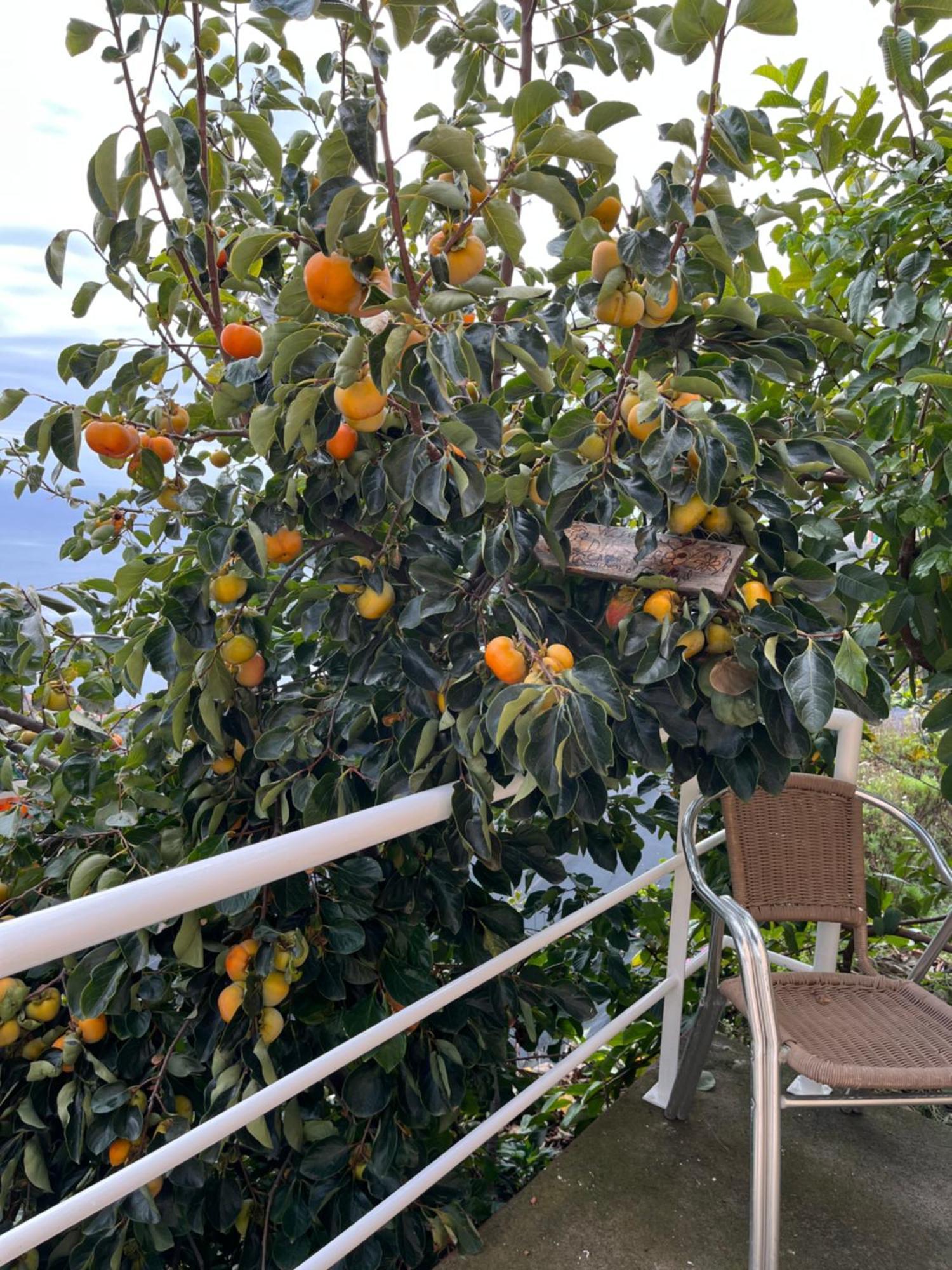 里贝拉布拉瓦Tropical House别墅 外观 照片