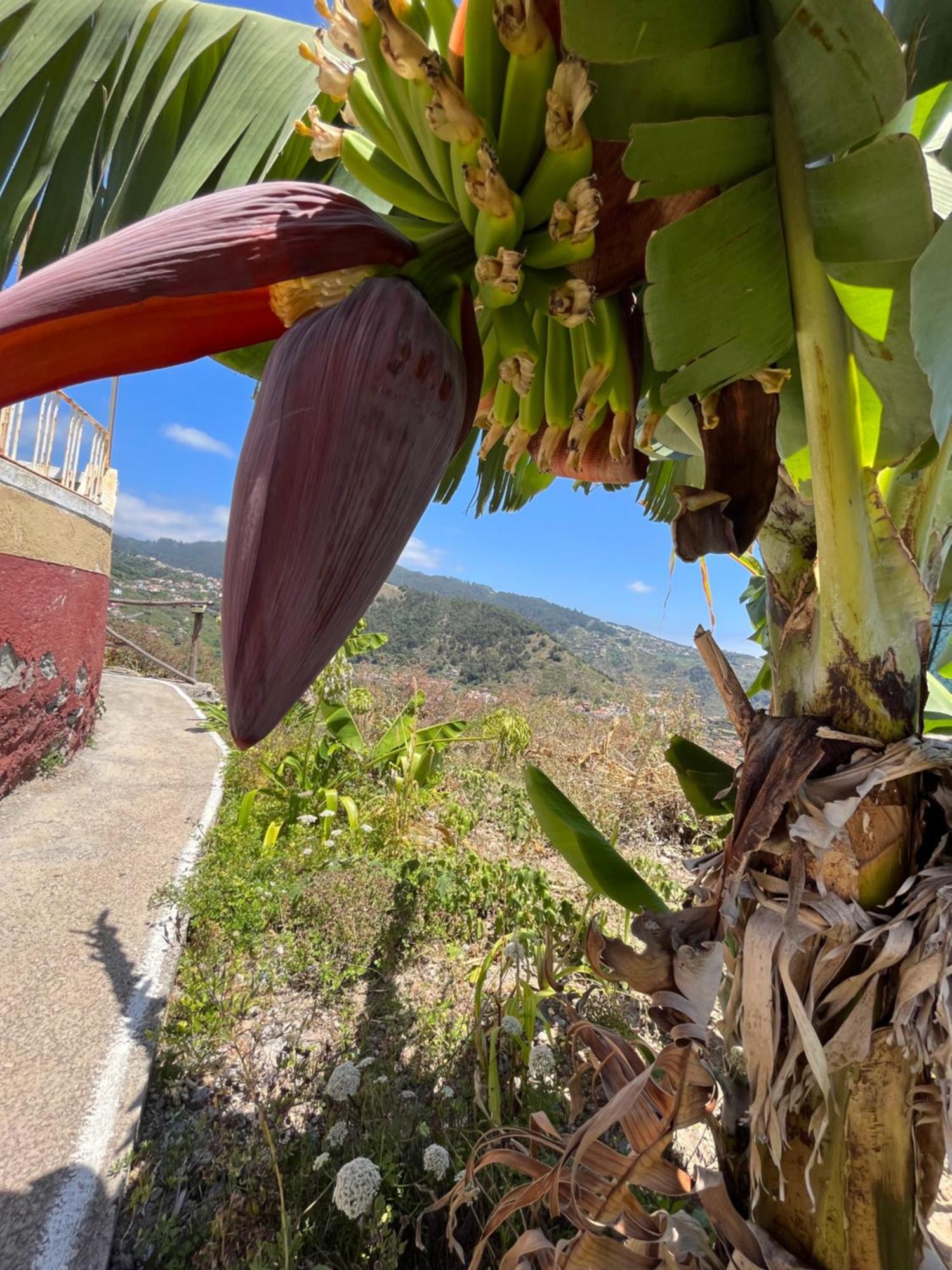 里贝拉布拉瓦Tropical House别墅 外观 照片