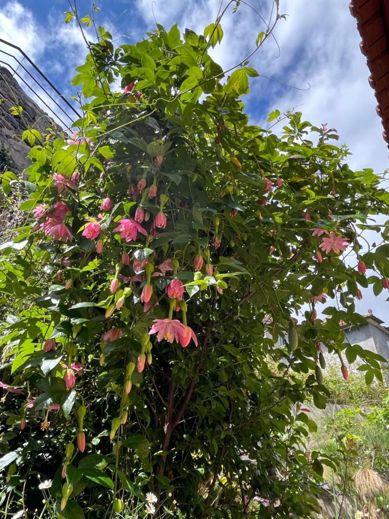 里贝拉布拉瓦Tropical House别墅 外观 照片